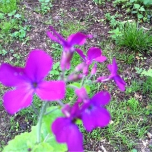 Photographie n°306455 du taxon Lunaria annua L. [1753]