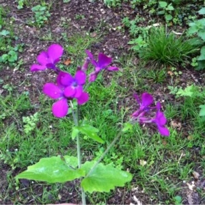 Photographie n°306456 du taxon Lunaria annua L. [1753]