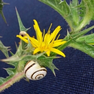 Photographie n°306482 du taxon Scolymus hispanicus L. [1753]