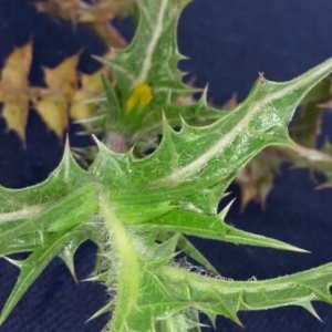 Photographie n°306483 du taxon Scolymus hispanicus L. [1753]