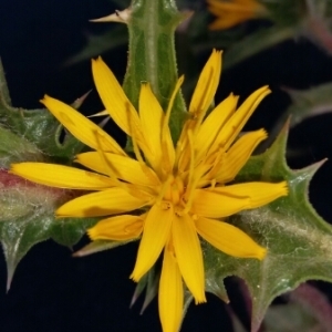 Photographie n°306484 du taxon Scolymus hispanicus L. [1753]