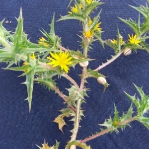 Photographie n°306485 du taxon Scolymus hispanicus L. [1753]