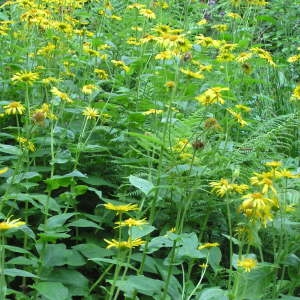 Photographie n°306904 du taxon Doronicum austriacum Jacq. [1774]