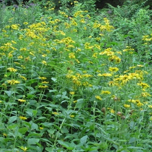 Photographie n°306905 du taxon Doronicum austriacum Jacq. [1774]