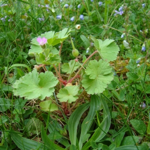 Photographie n°307152 du taxon Geranium rotundifolium L. [1753]