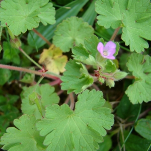 Photographie n°307153 du taxon Geranium rotundifolium L. [1753]