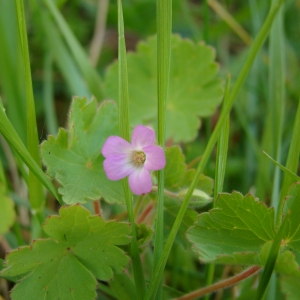 Photographie n°307154 du taxon Geranium rotundifolium L. [1753]