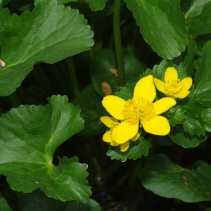 Photographie n°307233 du taxon Caltha palustris L. [1753]