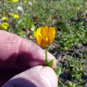 Photographie n°307249 du taxon Calendula arvensis L. [1763]