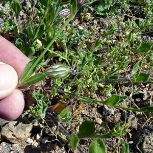 Photographie n°307266 du taxon Silene pendula L. [1753]