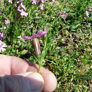 Photographie n°307267 du taxon Silene pendula L. [1753]