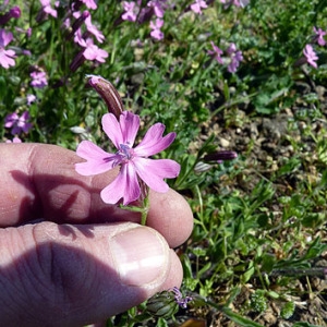 Photographie n°307268 du taxon Silene pendula L. [1753]