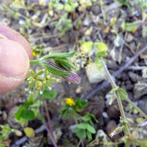 Photographie n°307269 du taxon Silene pendula L. [1753]