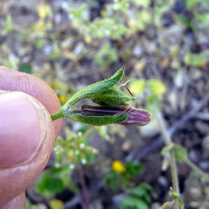 Photographie n°307270 du taxon Silene pendula L. [1753]