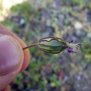 Photographie n°307272 du taxon Silene pendula L. [1753]