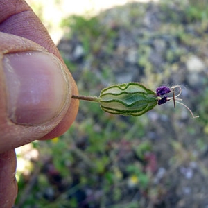 Photographie n°307273 du taxon Silene pendula L. [1753]