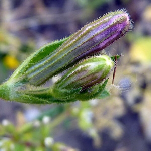 Photographie n°307275 du taxon Silene pendula L. [1753]