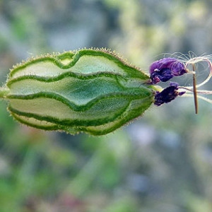 Photographie n°307278 du taxon Silene pendula L. [1753]