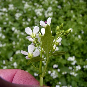 Photographie n°307281 du taxon Cardamine amara L. [1753]