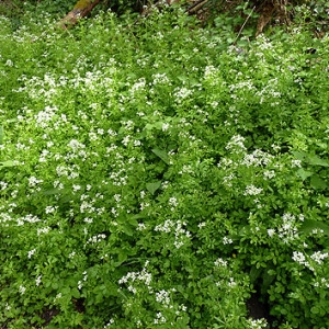 Photographie n°307285 du taxon Cardamine amara L. [1753]