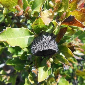 Photographie n°307521 du taxon Quercus coccifera L.