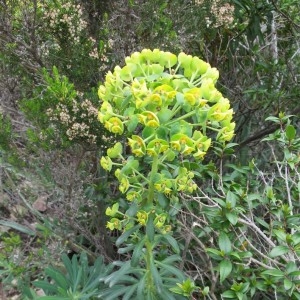 Photographie n°307528 du taxon Euphorbia characias L. [1753]