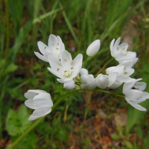 Photographie n°307568 du taxon Allium neapolitanum Cirillo