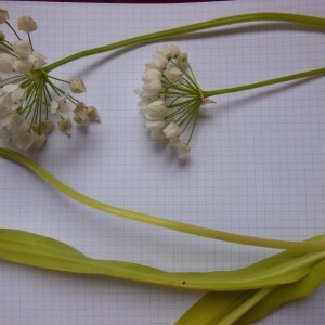 Photographie n°307569 du taxon Allium neapolitanum Cirillo