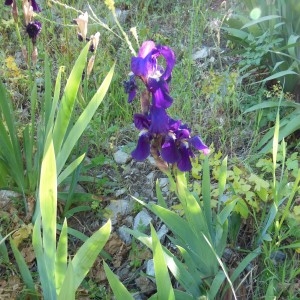 Photographie n°307576 du taxon Iris germanica L.