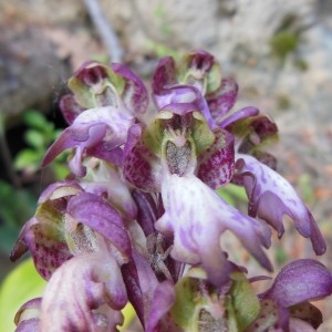Photographie n°307580 du taxon Himantoglossum robertianum (Loisel.) P.Delforge