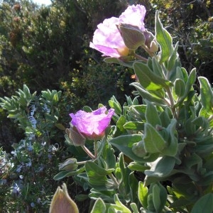 Photographie n°307601 du taxon Cistus albidus L.