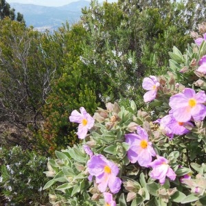 Photographie n°307603 du taxon Cistus albidus L.