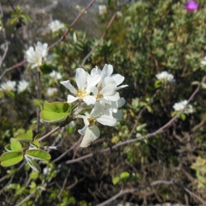 Photographie n°307604 du taxon Amelanchier rotundifolia Dum.Cours.