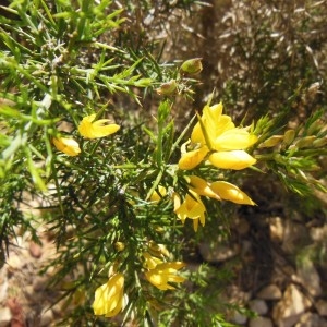 Photographie n°307607 du taxon Ulex parviflorus Pourr.