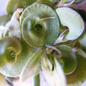 Photographie n°307612 du taxon Medicago arborea L.