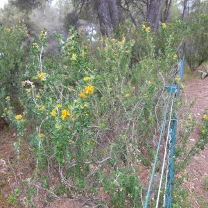 Photographie n°307615 du taxon Medicago arborea L.