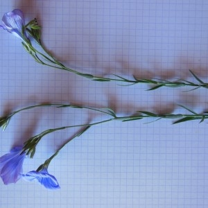 Photographie n°307634 du taxon Linum usitatissimum L.