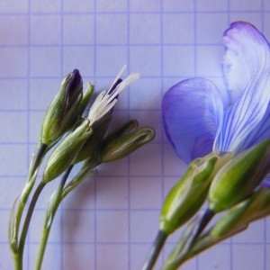 Photographie n°307635 du taxon Linum usitatissimum L.