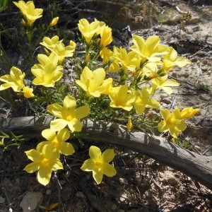 Photographie n°307636 du taxon Linum campanulatum L.