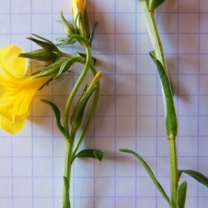 Photographie n°307638 du taxon Linum campanulatum L.