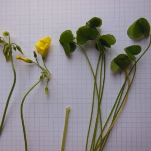 Photographie n°307639 du taxon Oxalis pes-caprae L.