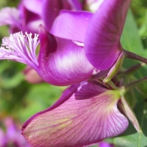 Photographie n°307640 du taxon Polygala myrtifolia L.