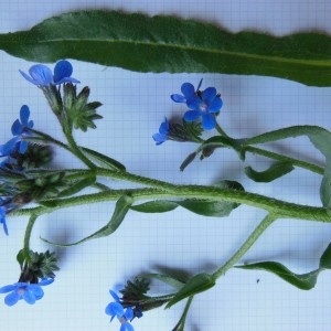 Photographie n°307650 du taxon Anchusa azurea Mill.