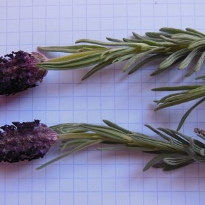 Photographie n°307663 du taxon Lavandula stoechas L.