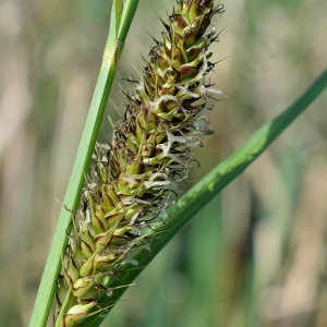 Photographie n°307708 du taxon Carex riparia Curtis [1783]