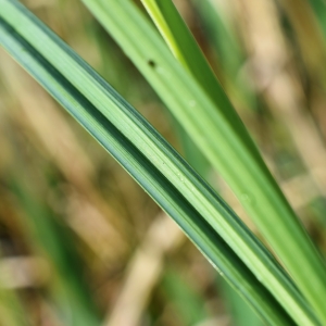 Photographie n°307709 du taxon Carex riparia Curtis [1783]