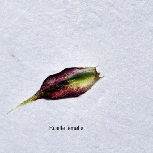 Photographie n°307712 du taxon Carex riparia Curtis [1783]