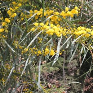 Photographie n°307773 du taxon Acacia saligna (Labill.) H.L.Wendl.