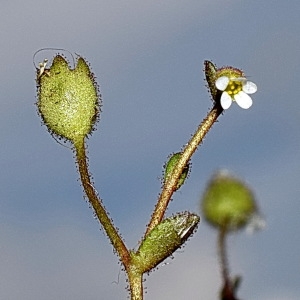 Photographie n°307920 du taxon Saxifraga tridactylites L. [1753]