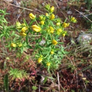 Photographie n°307966 du taxon Hypericum perforatum L. [1753]